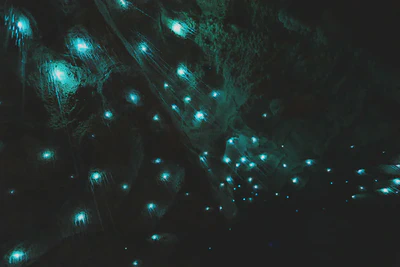 Stock Exaggeration of the Glowworms